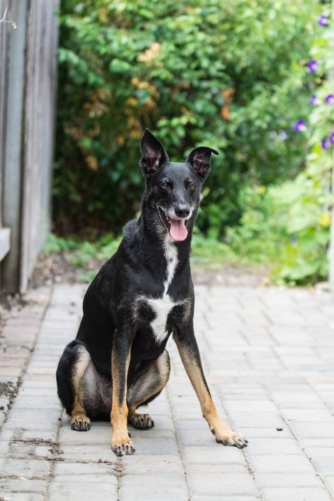 A black and white dog sits outside on gray paver stones. Greenery is in the far background, along with some purple flowers. The dog is sitting with it's tongue out, ears perked. One ear tips over slightly. The dog is mostly black, with white markings on its muzzle and chest and tan markings on its lower legs and paws.