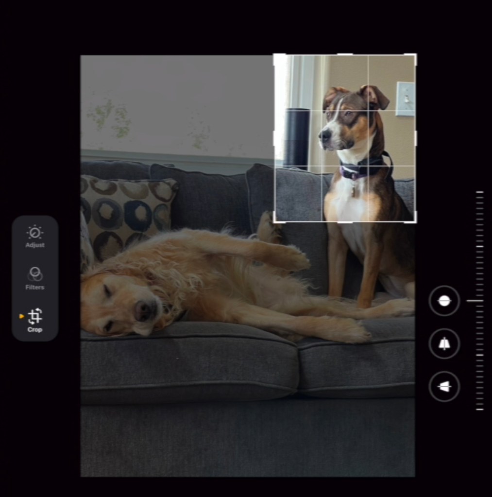 A screenshot of the crop function in an iPhone's photo gallery is shown. The original photo has a golden retriever flopped on a gray couch in front of a mixed breed dog sitting at the end of the couch. A window, pillows, and a speaker are in the background. The mixed breed dog has a stocky head, floppy ears, and white/tan/gray/brown markings.
