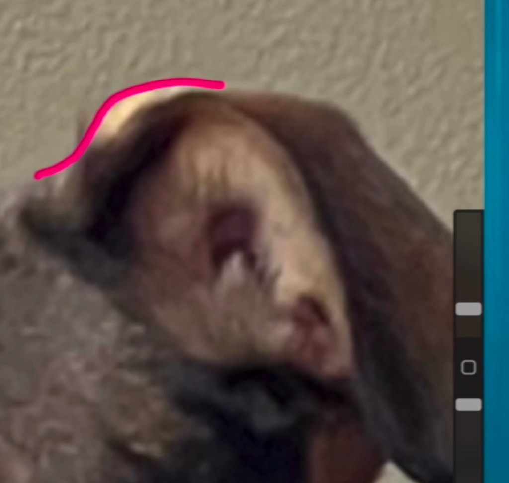 A tan dog's floppy ear is shown pictured against a cream colored wall. A bright pink line has been drawn along the top edge. On the right are slider bars to control settings.