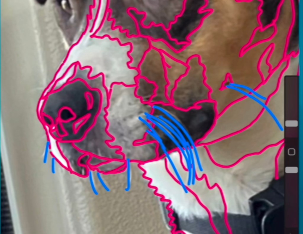 A dog's muzzle is pictured with pink outlines around shades of color in its fur. Blue lines are used to represent the dog's whiskers. The nostrils are outlined as well as simple highlight patches.
