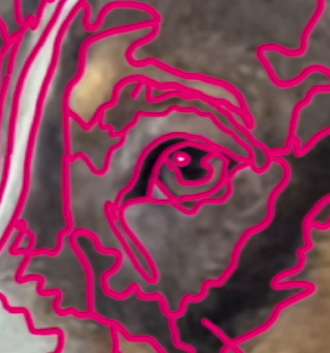 A close up of a photograph of a dog's eye is shown. Colors in the eye and surrounding fur are outlined in pink lines.